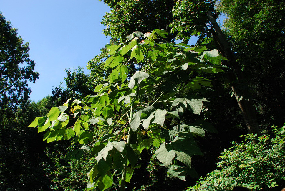 Orto Botanico_057.JPG